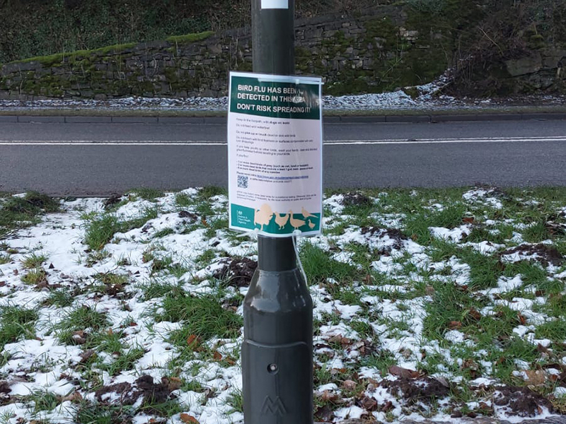 A bird flu alert poster on a lamppost