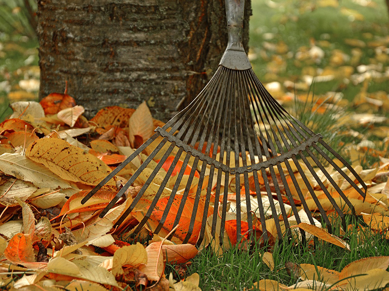 Garden rake with tree stump and autumn leaves on grass